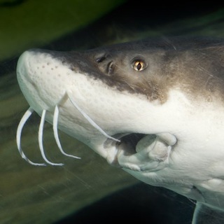 Логотип @chetvesterlo - Четвертая стерлядь