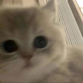 Логотип @chevotinosikpovesil - чаво ты носик повесил котенок