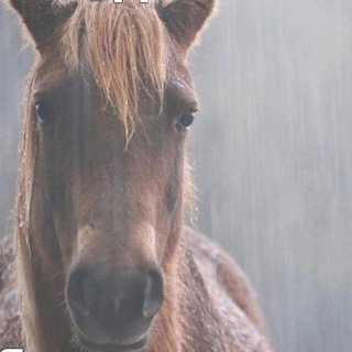 Логотип @chezamemi - Че за мемы