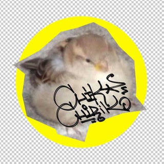 Логотип @chicchirik - Chik-chirik