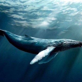 Логотип @chidffakk - Free Fire Аккаунт от Синего Кита 🐳