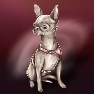 Логотип @chihuahua_foryou - Щенки Чихуахуа