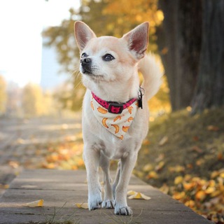 Логотип @chihualife1 - 𝙘𝙝𝙞𝙝𝙪𝙖.𝙡𝙞𝙛𝙚✨