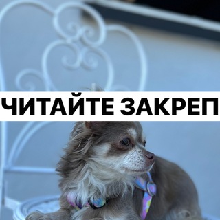 Логотип @chihualola - читайте закреп