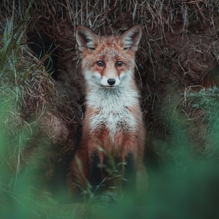 Логотип @chillside_photo - 📸 C H I L L S I D E 🌿