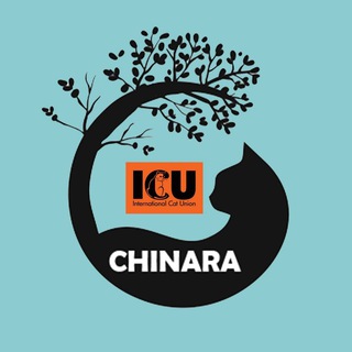 Логотип @chinara_cat_club - Клуб любителей кошек "ЧИНАРА"