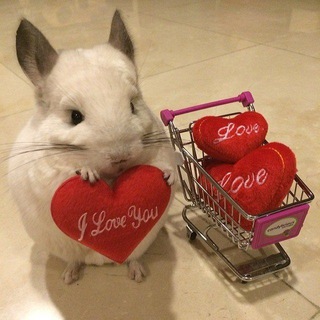 Логотип @chinchilove - ШиншиLOVE | Шиншиллы