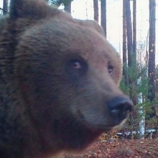 Логотип @chips_and_kuni - сбербанк мод много денек