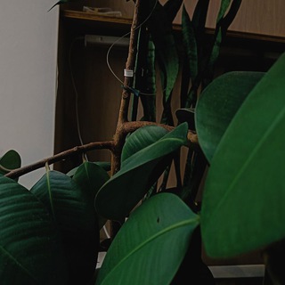 Логотип @chitalka_boltalka - 🌿 Общаемся 🌿