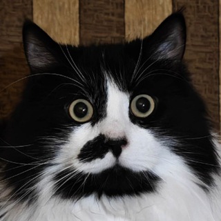 Логотип @chitaloshki - Канал Бургі (Queen of cats)😸ua