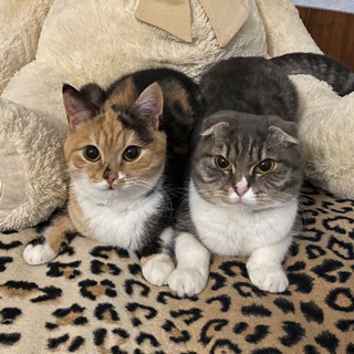 Логотип @chloenfreyaa - Хлоя и Фрейя