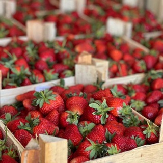 Логотип @chocolavka_ekb - Ягоды&Фрукты(клубника ,шоколад ,ягоды ,фрукты