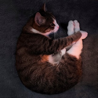 Логотип @chokakchat - Cho kak dela?))0