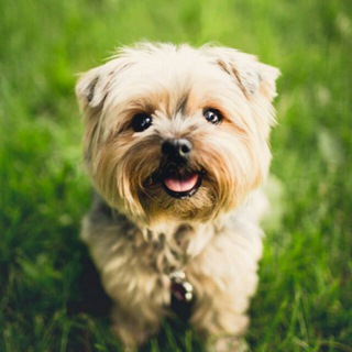 Логотип @chollomascota - Mascotas & Animales