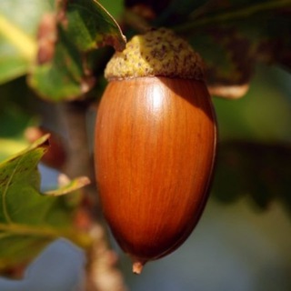 Логотип @cholud - ЖОЛУДЬ CRYPTO