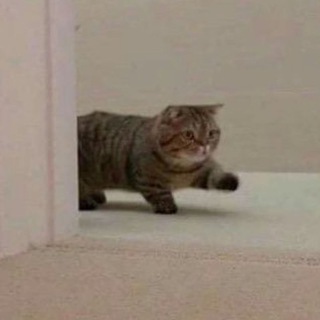 Логотип @chonkycats - Толстые коты