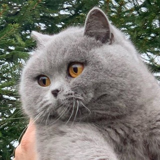 Логотип @chonkyworld - Chonky World