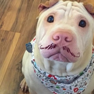 Логотип @choruii - choruii🎄🥒🛁🎄🍇🛩️🧼🧼🛌🧼🐳