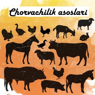 Логотип @chorvasos - Chorvachilik asoslari