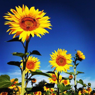 Логотип @christiannovelslibrary - ARPaedia: Christian Novels Library 📚