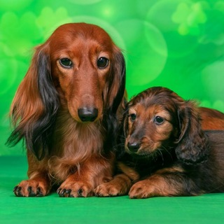 Логотип @chshenki - Щенки Таксы объявления