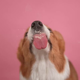 Логотип @chtovmiske - Что в миске?