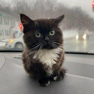 Логотип @chubbycats - выпуклые коты