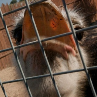 Логотип @chudbeloglazaia - Улыбайся. Это бесплатно