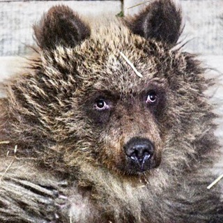 Логотип @chugunaevskoe1 - МИШКИ, ЮМОР, ПОЗИТИВ