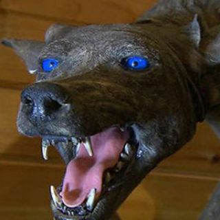 Логотип @chupacabra_kennel - Chupacabra Kennel