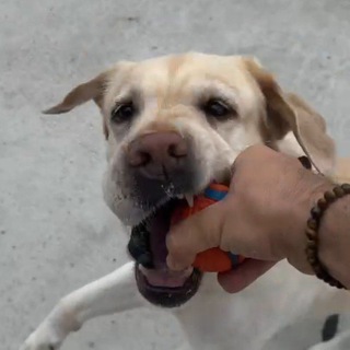 Логотип @chuzhoy_animals - Денис Чужой постит своих псов