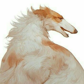 Логотип @chyatmeow - ча́т социальности