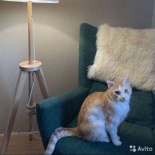 Логотип @ciancats - Кот не продается