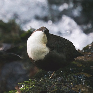 Логотип @cinclus_fm - Радио «Водяной дрозд»