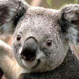 Логотип @cinemacoonchat - cinemacoonchat