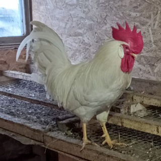 Логотип @cipy2_0 - Цыпы 2.0