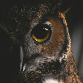 Логотип @citaty_i_mysli - +1 умная мысль - Цитаты