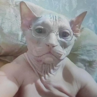 Логотип @ckamshop_org - БЛОГ СКАМ АДМИНА