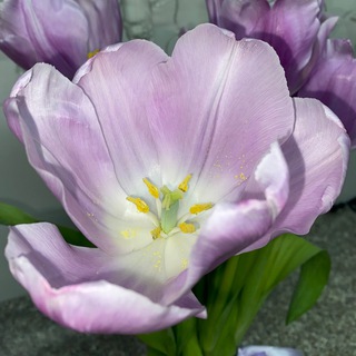 Логотип @ckhaxazdoshnachech - lianfusikum