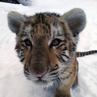 Логотип @claricegayaneily - 𝐰𝐢𝐧𝐭𝐞𝐫𝐞𝐯𝐞𝐧𝐢𝐧𝐠