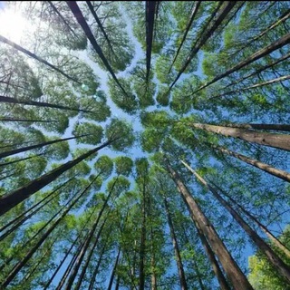 Логотип @cleanforestandplanttrees - Субботники и посадки