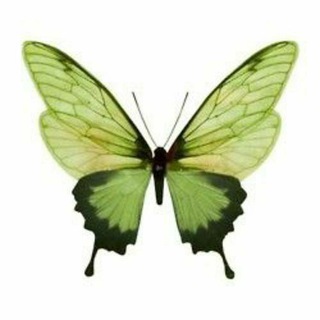 Логотип @clochardf - : forest & love ࿐