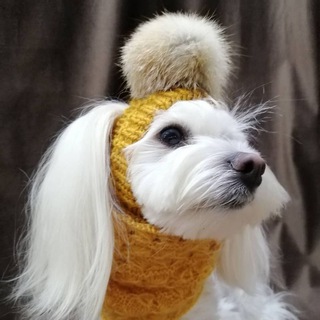 Логотип @clothesfordog - ОДЕЖДА ДЛЯ СОБАК