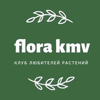 Логотип @club_florakmv - Клуб «Флора КМВ»