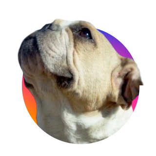 Логотип @club_help_buldog_spb - Бульдог-команда ПИТЕР