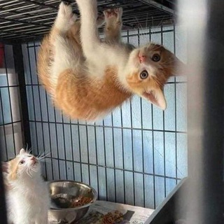 Логотип @cnbscrapyard - Котеки, репости і репости котеків