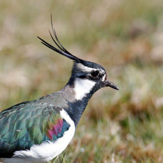 Логотип @coast51 - Мурманский берег