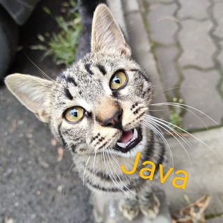 Логотип @cod_cat - Кодики и Котики