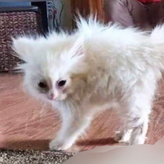 Логотип @cokcn_pblcb - Любители бегать по лесу и стрелять из луков 🦎