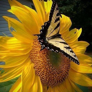 Логотип @colouredpictures - Мир цветных красок🦋💥🦋